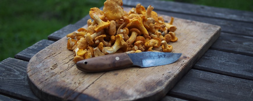 Mushrooms, a magical nutritional wealth!