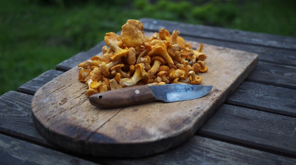 Pilze, ein magischer Ernährungsschatz!