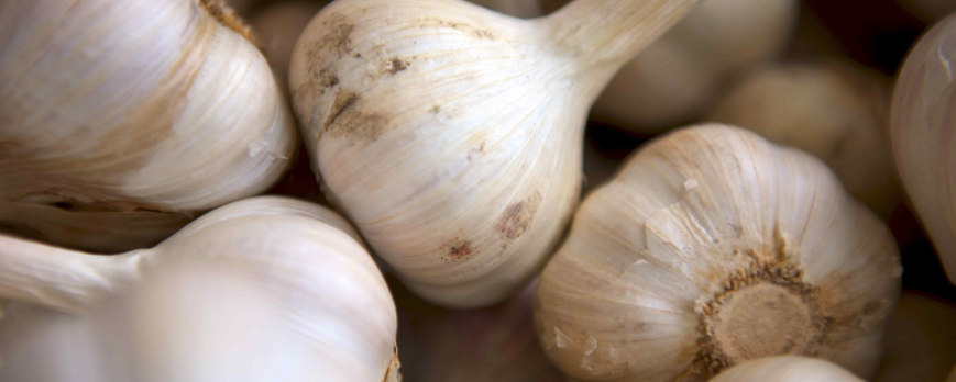 Garlic: a valuable aid to the brain's immune system