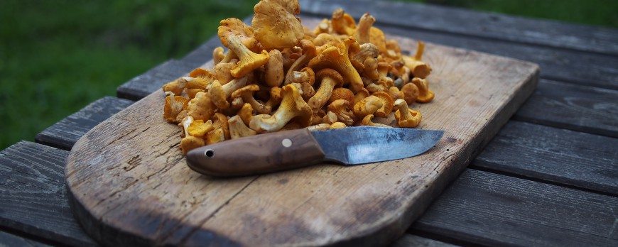 Les champignons, une richesse nutritionnelle magique !